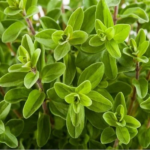 Marjoram Herb