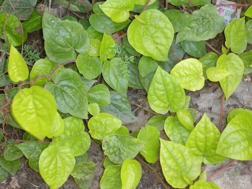 Betel Leaves