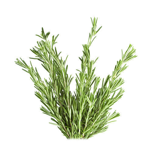 Rosemary Leaf