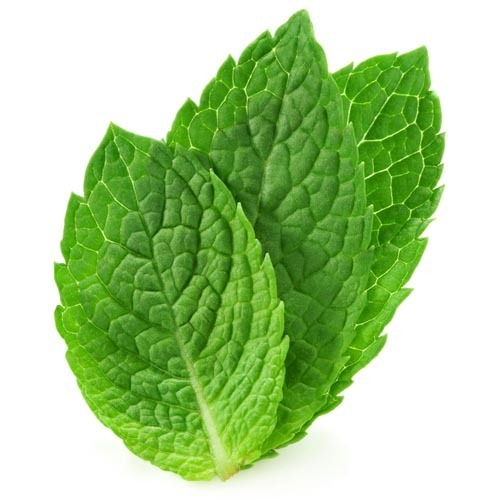 Mint Leaf