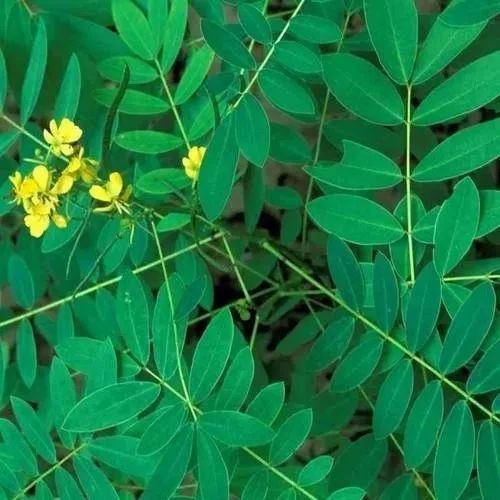 Senna Leaves