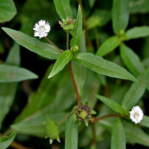 Bhringraj Leaves