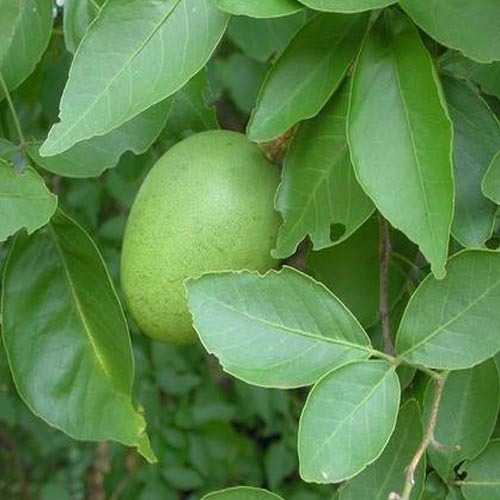 Bael Tree Leaves