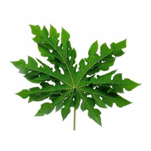 Papaya Leaves