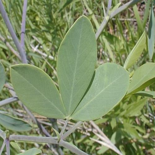 Indigo Leaves