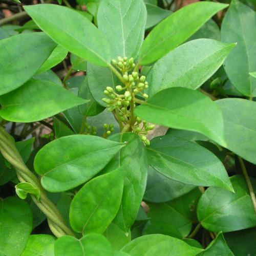 Gymnema Sylvestre Leaves