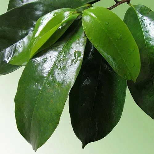 Soursop Leaves