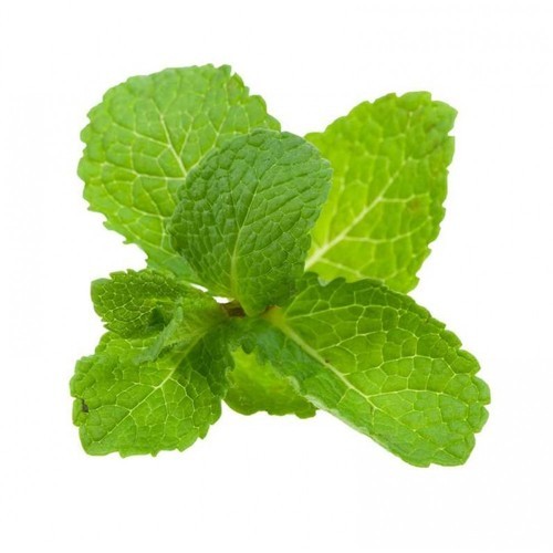 Spearmint Leaf