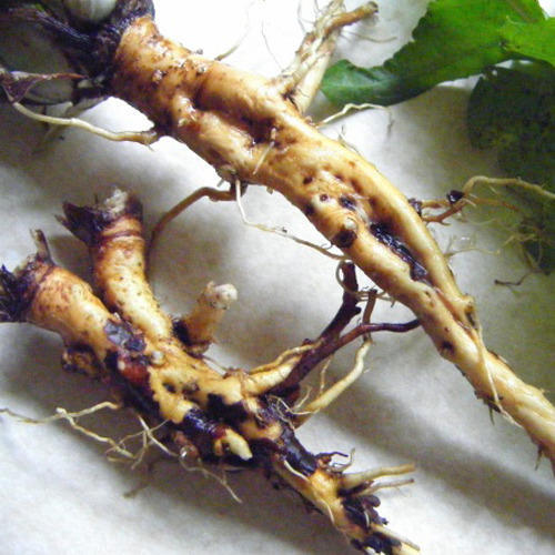 Dandelion Root