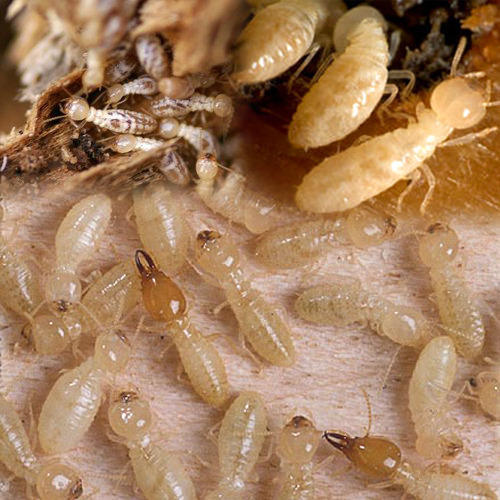 Termite Pest Control Service