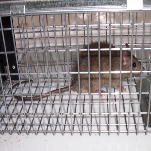 Rat Control Service