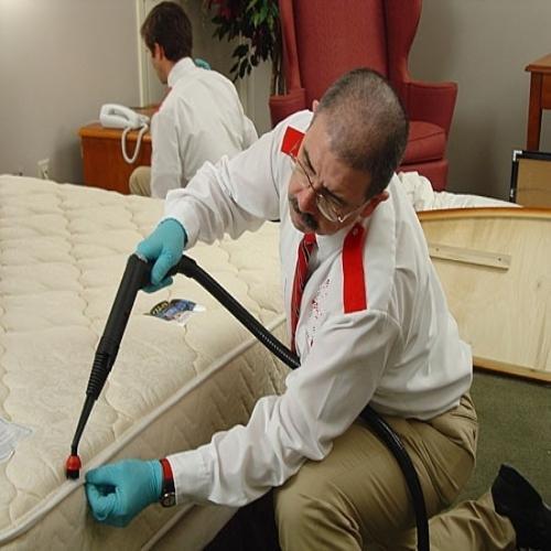 Bed Bugs Pest Control