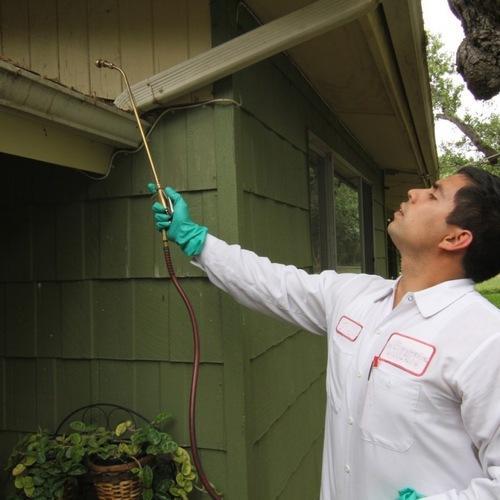 Ants Control Services