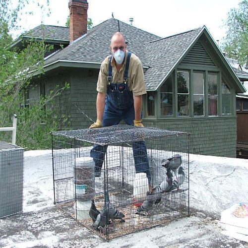 Pigeon Control Services