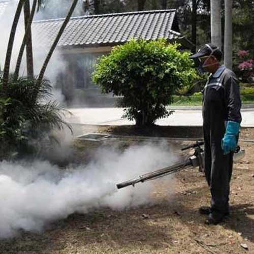 House Flies Control Services