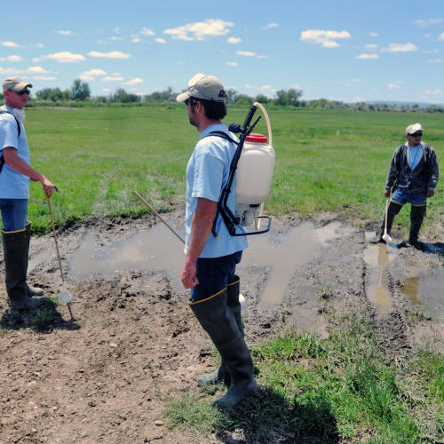 Larvicides Treatment