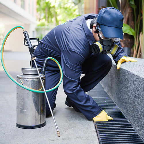 Cockroaches Pest Control Services
