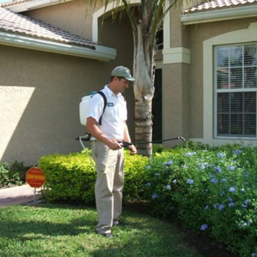 Spider Pest Control