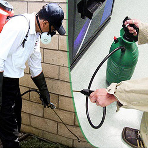 Silverfish Control Service
