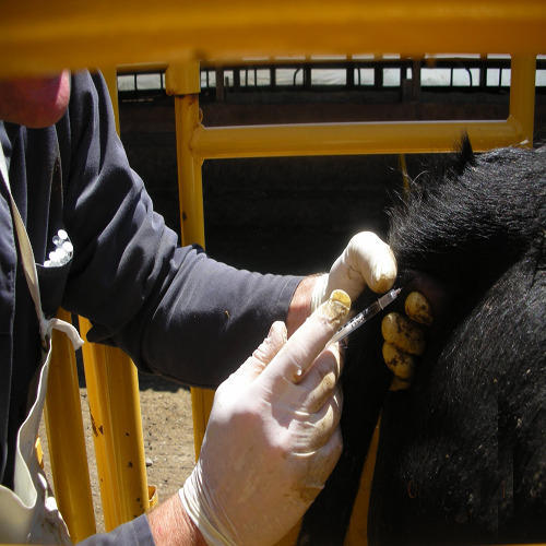 Cattle Feed Testing Services