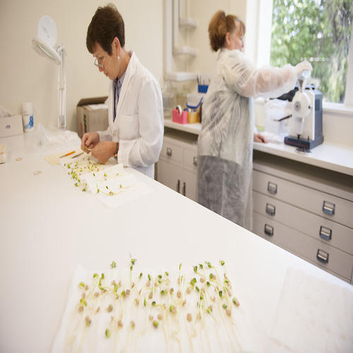 Cereals Testing