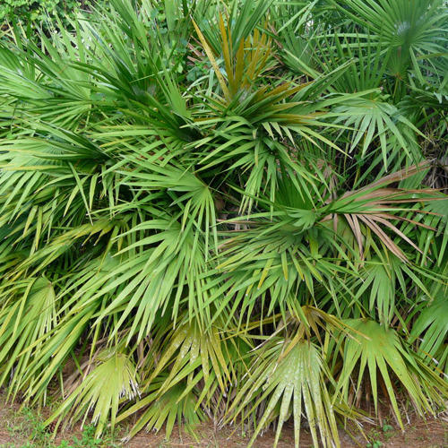 Saw Palmetto