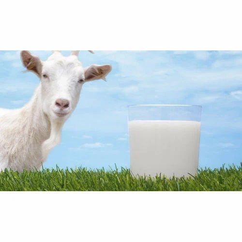 Goat Milk