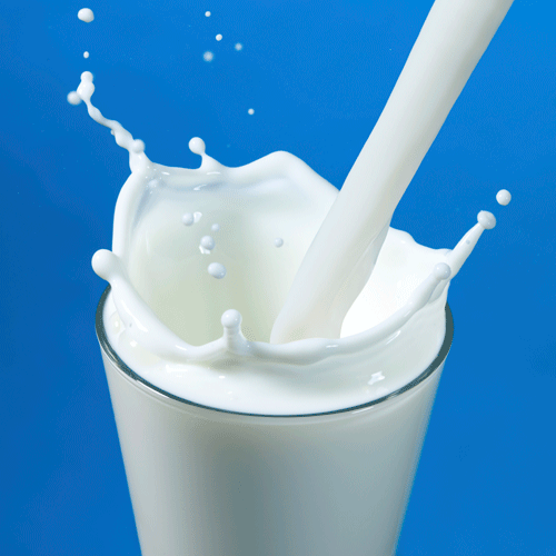 Milk Premix