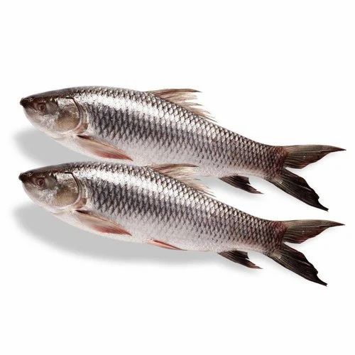 Rohu Fish