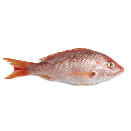 Snapper Fish