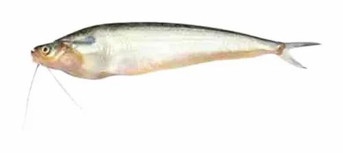 Pabda Fish