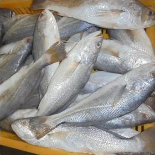 Silver Croaker Fish