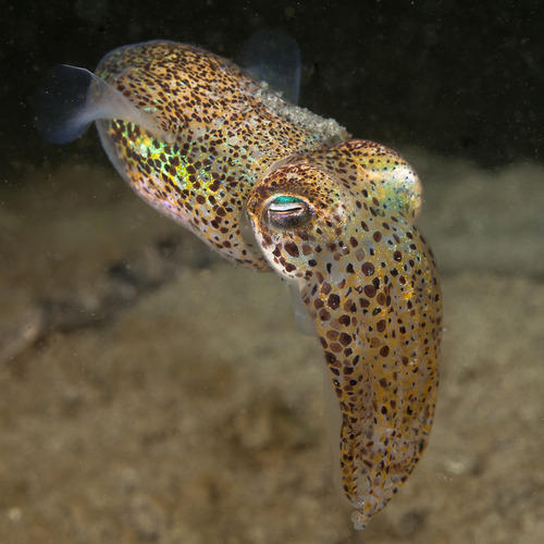 Cuttlefish