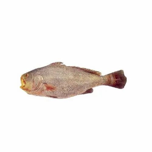 Ghol Fish