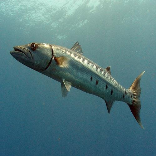 Barracuda Fish