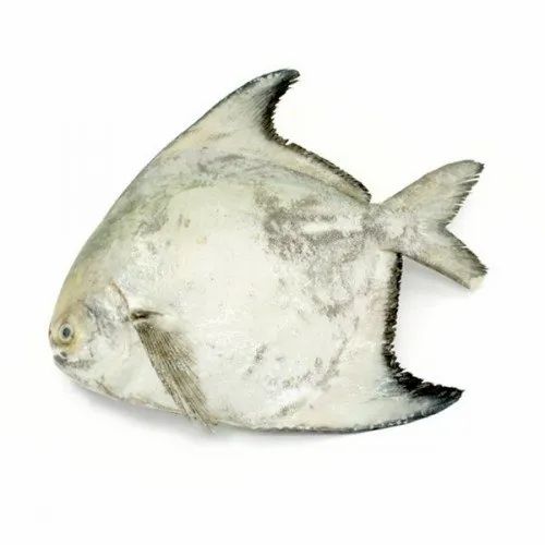 Chinese Pomfret