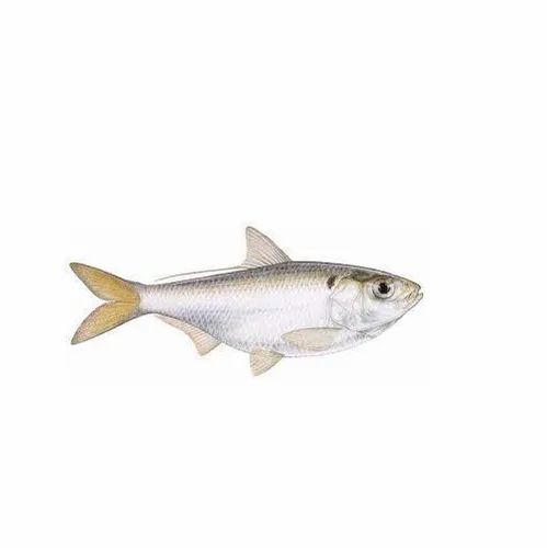 Threadfin Fish