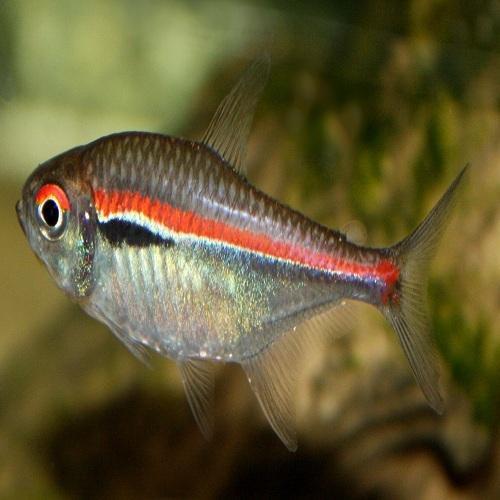 Bloodfin Tetras