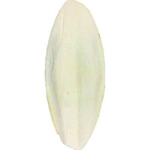 Cuttlefish Bone