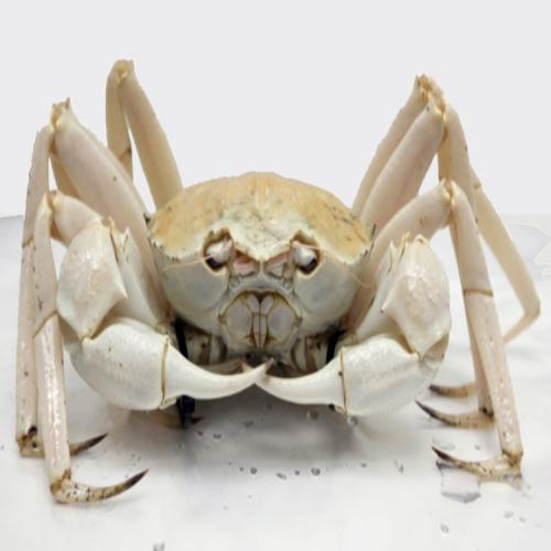 Sea Crab