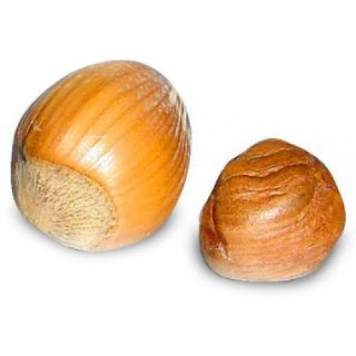 Hazelnut