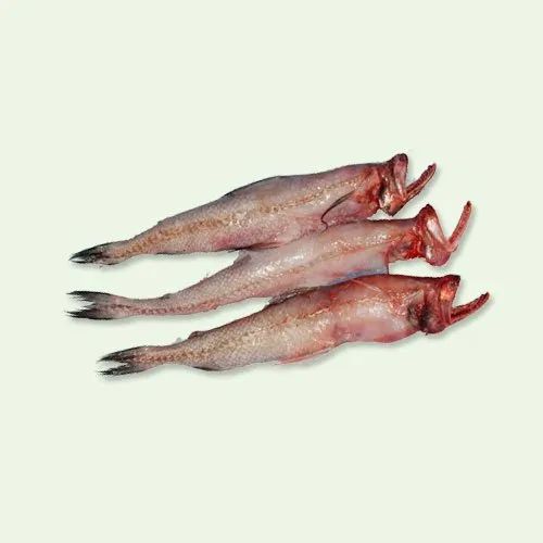 Bombay Duck Fish