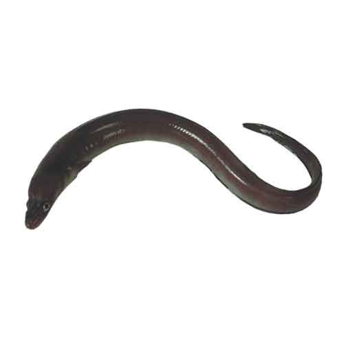 Freshwater Eels