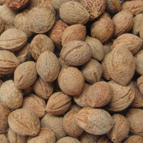 Apricot Kernel