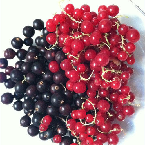 Currants