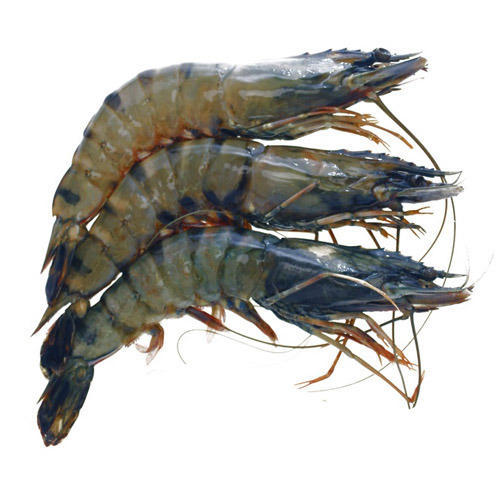 Black Tiger Prawns