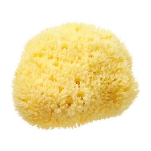 Sea Sponge