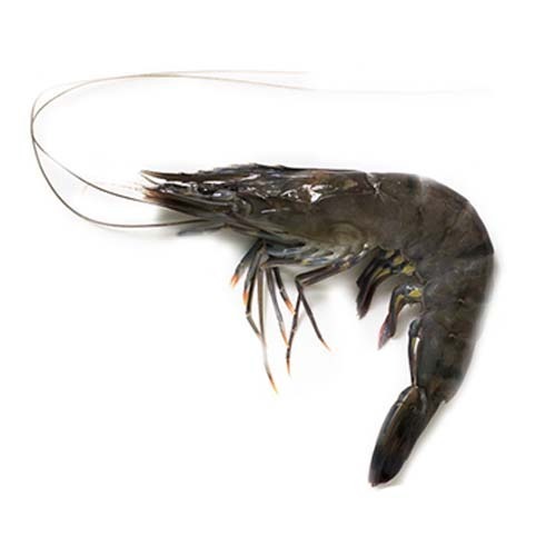 King Prawn Black Tiger