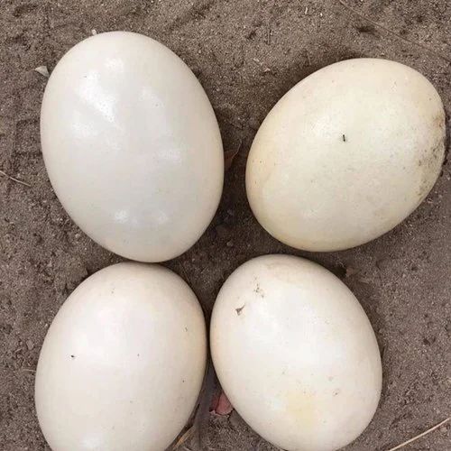 Ostrich Egg