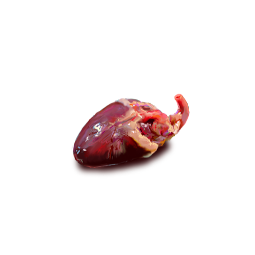 Chicken Heart